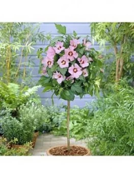 Image of Standard Hibiscus Hamabo (Pink) 1M