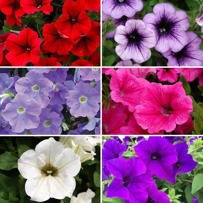 Image of YouGarden Trailing Petunia Surfinia Collection - 12 Plug Pl Multi unisex 12 plugs