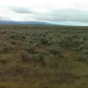 Image of 50000000 Elvis Fans Cant Be Wrong by Caroline Says CD Album