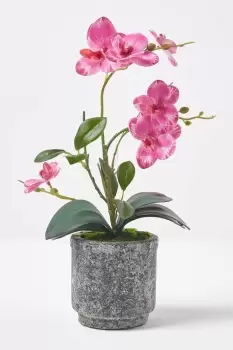 Image of Pink Orchid 40cm Phalaenopsis in Cement Pot