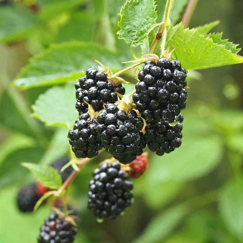 Image of You Garden Blackberry Thornless (3 X 9Cm Pots) One Colour WHXW7 Unisex