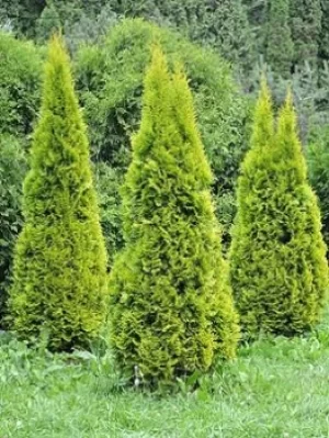 Image of Thuja 'Golden Smaragd' Hedging Pack 10X 9Cm Plants