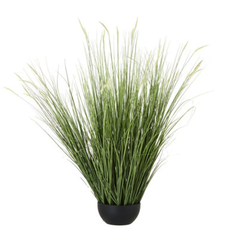 Image of Large Onion Grass Plant In Pot