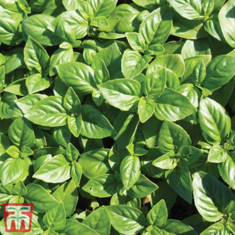 Image of Thompson & Morgan Herb Basil British (Outdoors) 1 Seed Packet (100 Seeds)
