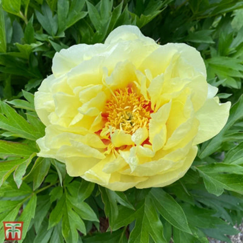 Image of THOMPSON & MORGAN Thompson&morgan - Paeonia Itoh Bartzella 3.6 Litre Potted Plant x 1 74152