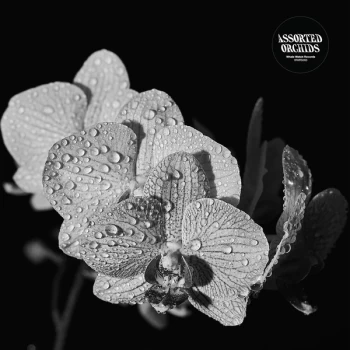 Image of Assorted Orchids - Assorted Orchids Vinyl
