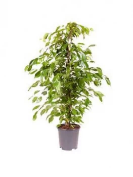 Image of Ficus Benjamanica (Weeping Fig) 21Cm Pot 90Cm Tall - Green Houseplant