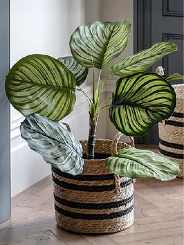 Image of Crossland Grove Potted Calathea Leaf Tree 2ft, Green 5056693592853