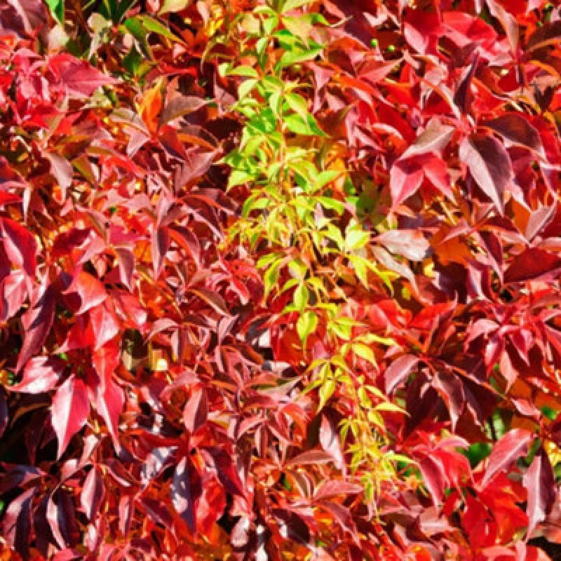 Image of Thompson & Morgan Parthenocissus Quinquefolia Engelmannii 3 Litre Potted Plant X 1
