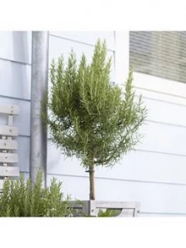 Image of Pair Of Standard Rosemary 70-80Cm Tall With Pinecone Planters