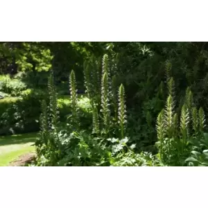 Image of Thompson & Morgan Thompson and Morgan Acanthus Mollis 9cm Pot x 3