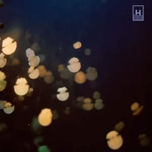 Image of The Big Other by Dugong CD Album