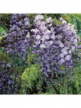 Image of Grafted Wisteria Blue 2L Pot 60Cm On Canes