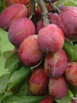 Image of Plum Opal 5L