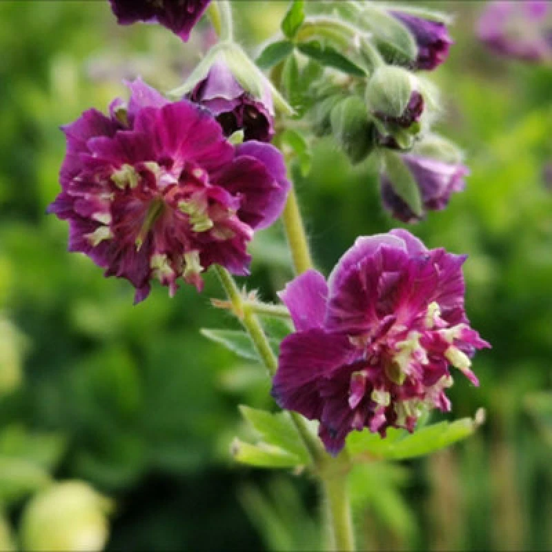 Image of Thompson & Morgan Geranium Phaeum Joseph Green 1 Litre Potted Plant X 1