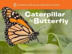 Image of Caterpillar to Butterfly by Melissa Stewart