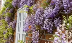 Image of Scented Wisteria Plant: Two