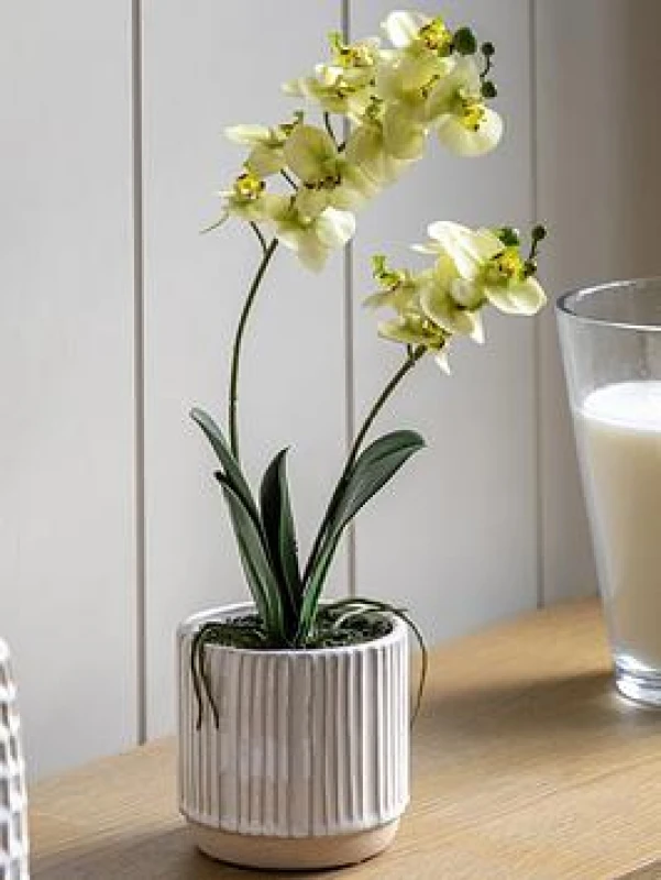 Image of Crossland Grove Orchid Cream in Ribbed White Ceramic Pot 440mm, White 5056693592655