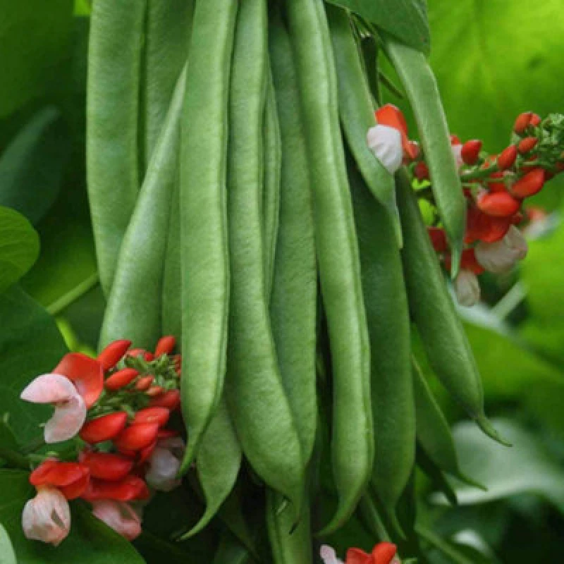 Image of Thompson & Morgan Runner Bean Tenderstar 1 Seed Packet