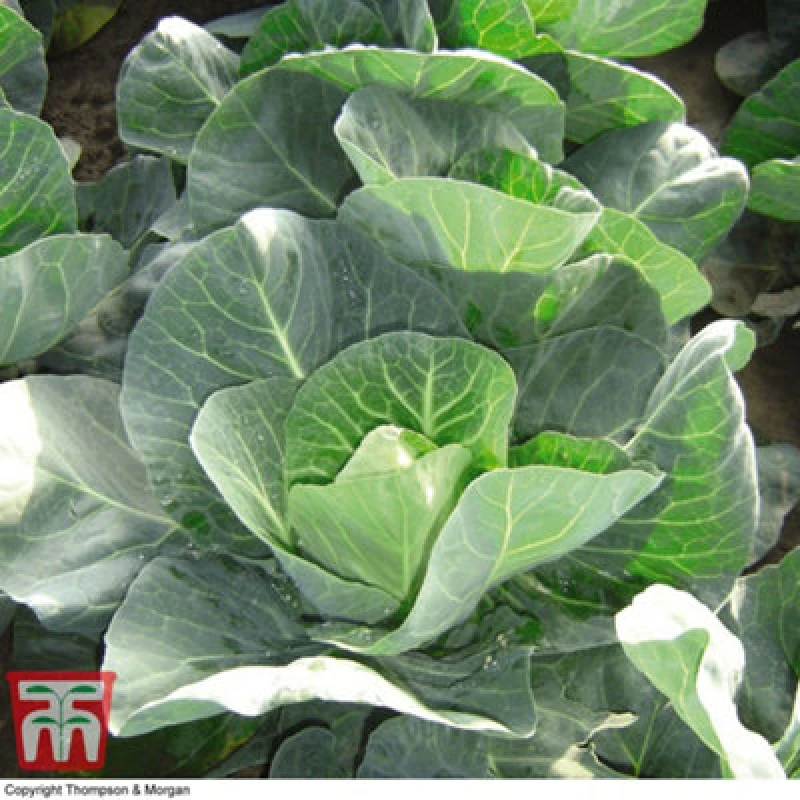 Image of Thompson & Morgan Cabbage Winter Jewel 1 Seed Packet (40 Seeds)