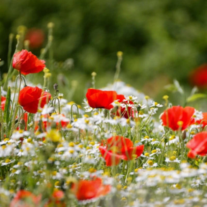 Image of Wild Flower Classic Meadow Mix Attracts Pollinators Annuals & Perennials 1 Packet X 20G Seeds By Thompson & Morgan