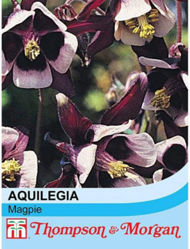 Image of Thompson & Morgan Aquilegia Vulgaris Magpie 1 Packet (75 Seeds)