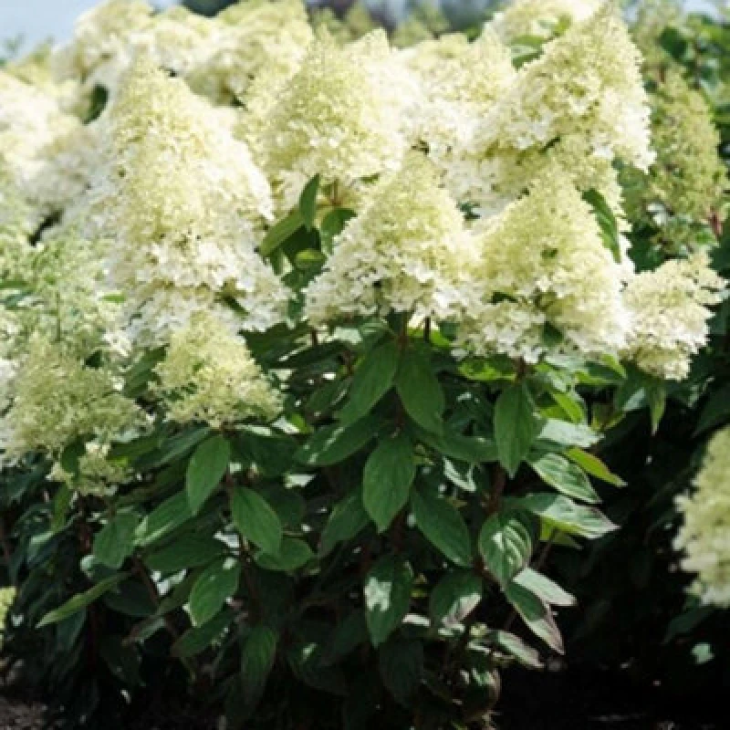 Image of Thompson & Morgan Hydrangea Paniculata Magical Summer 3 Litre Potted Plant X 1