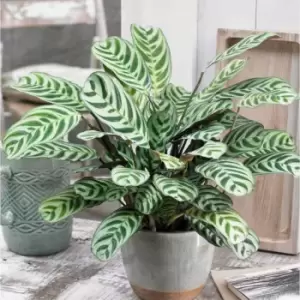 Image of YouGarden Ctenanthe Burle-Marxii (Fishbone Prayer Plant) In 12Cm Grow Pot