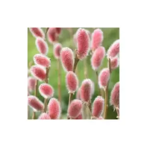 Image of Salix gracilistyla 'Mount Aso 9cm
