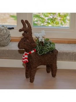Image of Sisal Standing Reindeer & Flowering Cylamen 10.5Cm Pot