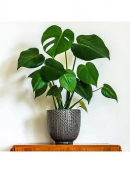 Image of Monstera Deliciosa 4L 80 - 85Cm