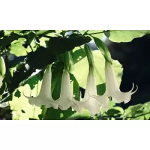 Image of Thompson & Morgan Thompson and Morgan Brugmansia (Datura) Single Yellow 9cm Pot x 1