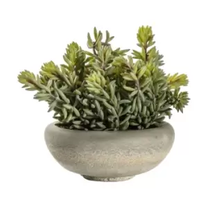 Image of Crossland Grove Sedum Green W/ Cement Bowl Large 180X180X230Mm