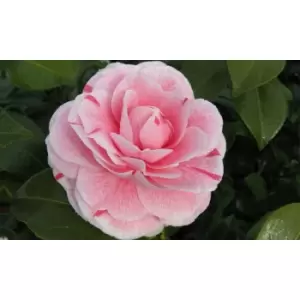 Image of Thompson & Morgan Thompson and Morgan Camelia Pink 9cm - 1 Plant