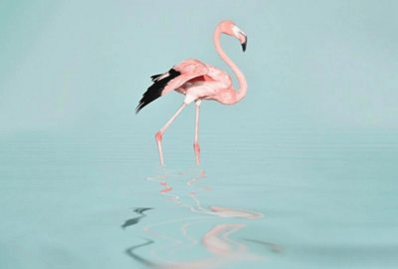 Image of As Creation Flamingo Water Digital 400Cm X 270Cm