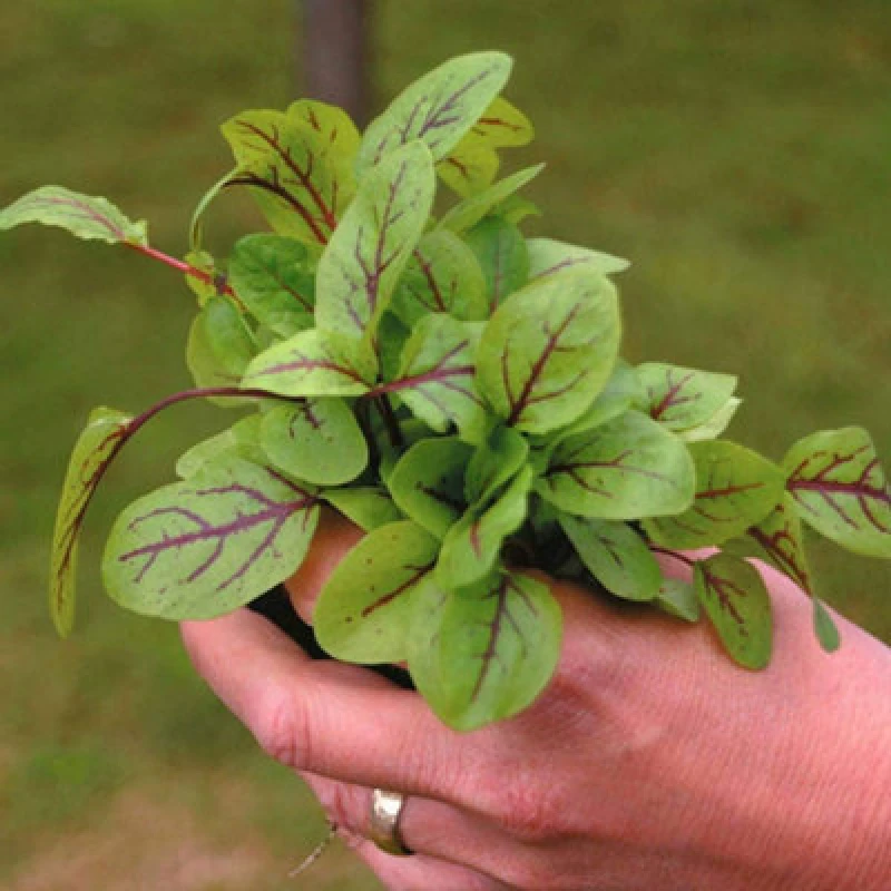 Image of Thompson & Morgan Salad Leaves Sorrel Blood Veined 1 Seed Packet 250 Seeds