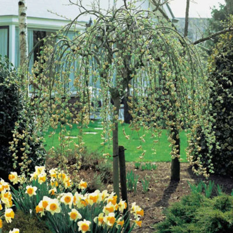 Image of Thompson & Morgan Weeping Willow - Salix Caprea Kilmarnock - 5 Litre Potted Plant X 1