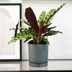 Image of Ivyline Bespoke Luna Stoneware Planter & Saucer Grey H20CM D18CM