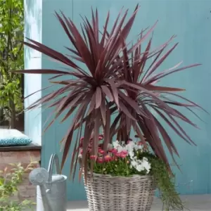 Image of YouGarden Cordyline australis Red Star 17cm 60-70cm - Brown