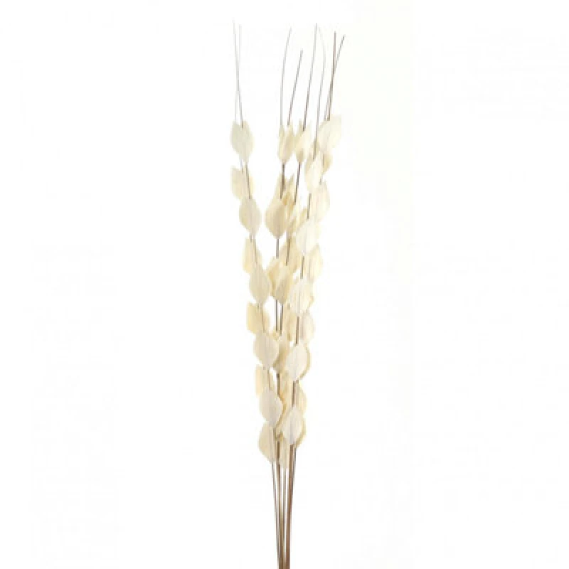 Image of Hill Interiors Bouquet Of Dried Thlaspi Arvense Artificial Flower White (One Size)