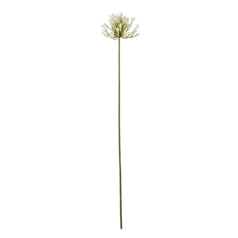 Image of Cream Agapanthus Spray