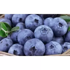 Image of 371187 Ds trachelospermum jasminoides