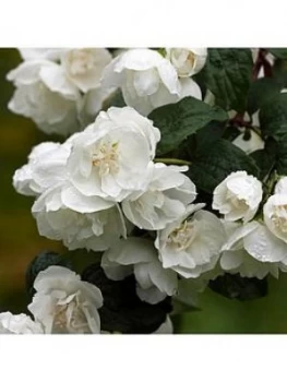Image of Philadelphus 'Virginal' 3L Pot