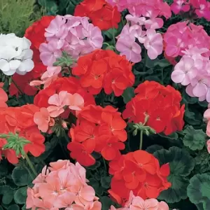 Image of Yougarden Geranium Cabaret Mix X 20 Garden Ready Plants