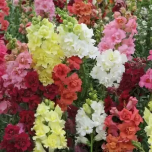 Image of Yougarden Antirrhinum Butterflies X 20 Garden Ready Plants
