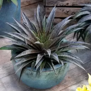 Image of Yougarden Mangave 'Pineapple Express' in 19cm Pot