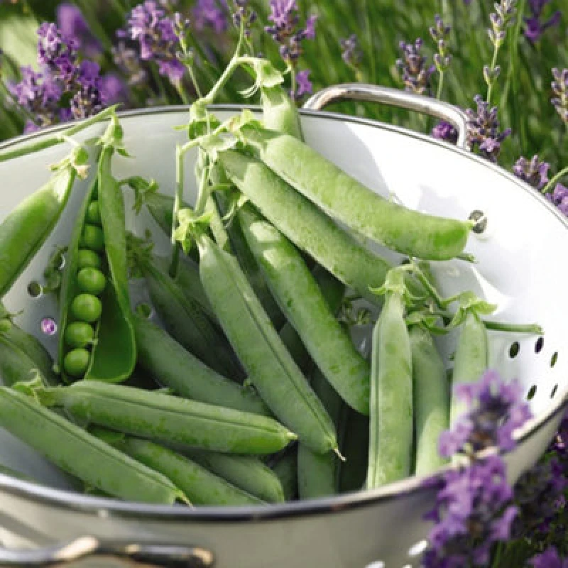 Image of Thompson & Morgan Pea Oasis 1 Seed Packet (200 Seeds)