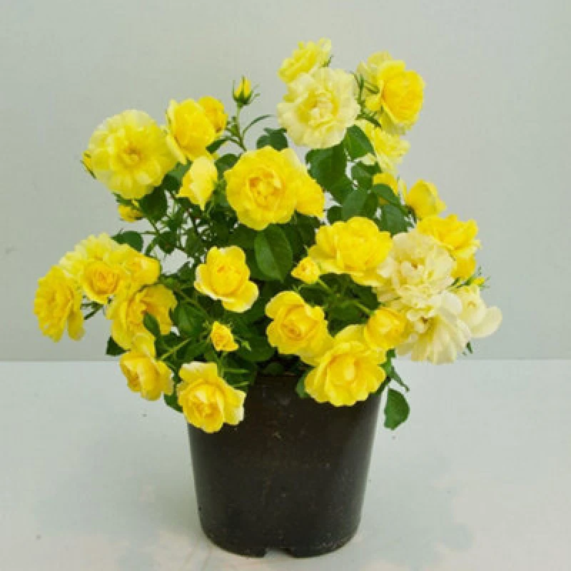 Image of Thompson & Morgan Rosa Isn't She Wonderful 9Cm Potted Plant X 1