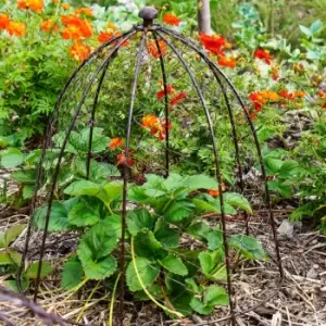 Image of Outdoor Wire Netted Plant Protector Bronze