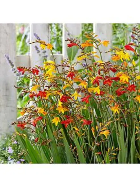 Image of YouGarden Crocosmia Mixed Bulbs - 50, size 5/6 - Size 50 Bulbs